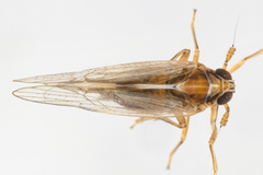 Muellerianella laminalis