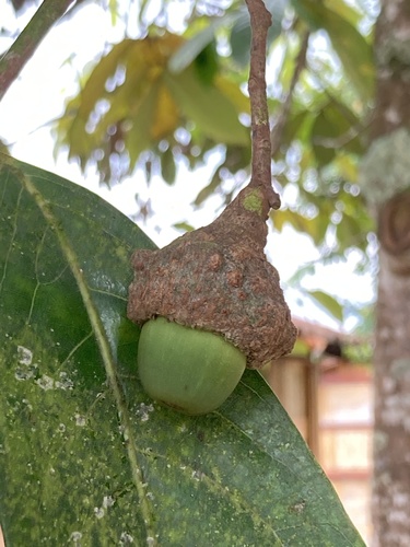 Aniba coto, photograph 1