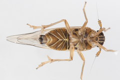 Muellerianella laminalis