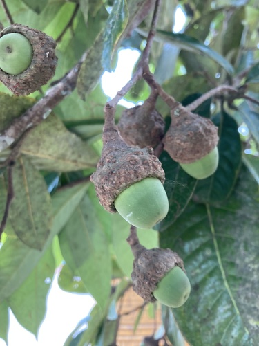 Aniba coto, photograph 2