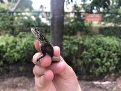 Agama picticauda image