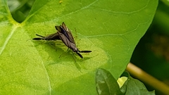 Heterotoma planicornis