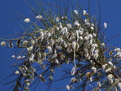 Cytisus striatus image