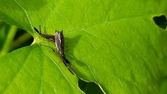 Heterotoma planicornis