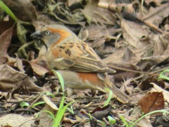 Passer rufocinctus