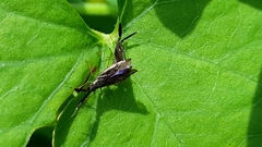 Heterotoma planicornis