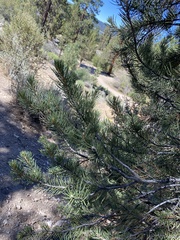 Pinus monophylla