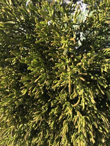 iNaturalist observation photo of dense mistletoe