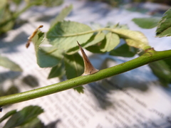 Rosa pseudoscabriuscula