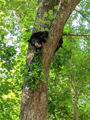 Ursus americanus