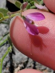 Rhinotropis lindheimeri