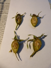 Rosa pseudoscabriuscula