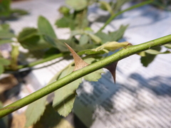 Rosa pseudoscabriuscula