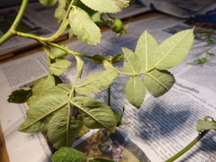 Rosa pseudoscabriuscula