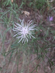 Centaurea