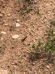 Arphia pseudonietana