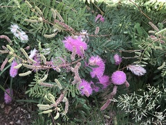 Mimosa dysocarpa