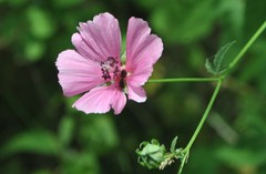 Althaea