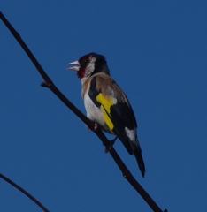 Carduelis carduelis