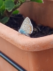 Polyommatus icarus