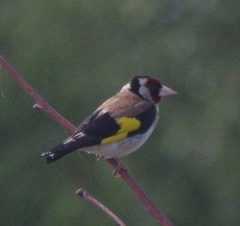 Carduelis carduelis