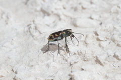 Cicindela fulgida pseudowillistoni