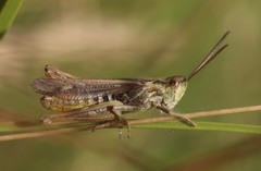 Chorthippus mollis