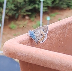 Polyommatus icarus
