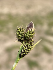 Carex raynoldsii