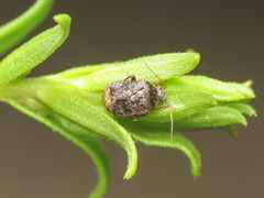 Charagochilus