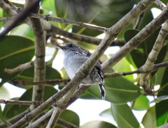 Thamnophilus ambiguus