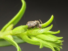 Charagochilus