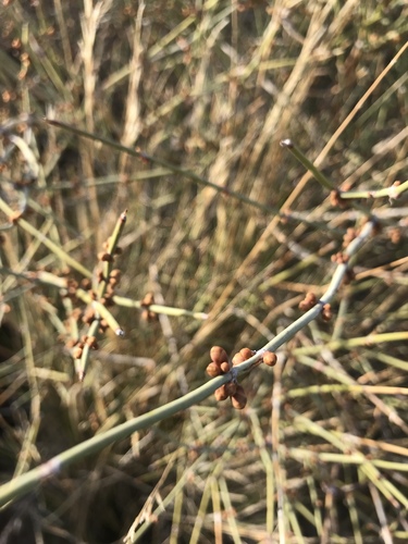 iNaturalist observation photo of Nevada Jointfir
