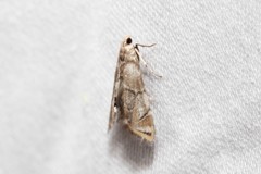 Eoparargyractis plevie