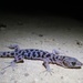 Lagartija Nocturna de Granito - Photo (c) colorado_herper, algunos derechos reservados (CC BY-NC), subido por colorado_herper