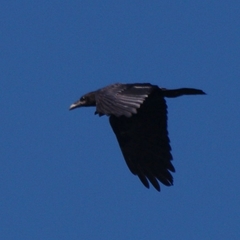 Corvus corax