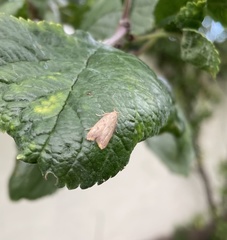 Tachystola acroxantha