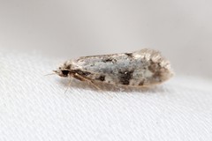 Nemapogon auropulvella