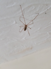 Pholcus phalangioides