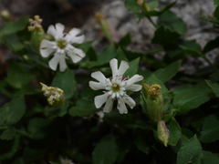 Silene cordifolia