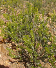 Aspalathus burchelliana