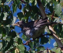 Turdus pilaris