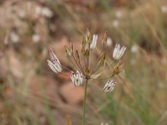 Allium moschatum