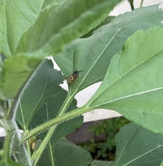 Vespula vulgaris