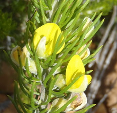 Aspalathus burchelliana