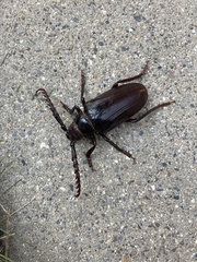 Prionus californicus
