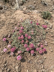 Eriogonum ovalifolium rubidum
