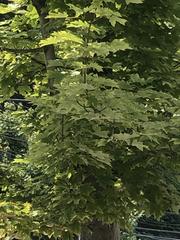 Acer rubrum