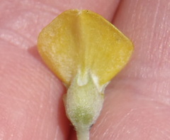 Aspalathus burchelliana