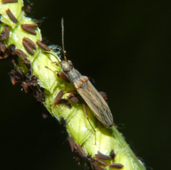 Paromius longulus